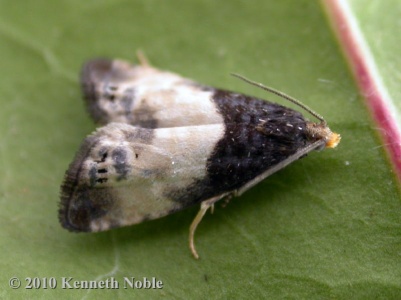 Notocelia cynosbatella - Kenneth Noble